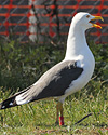 ad LBBG in Januari-April, ringed in the Netherlands. (76807 bytes)